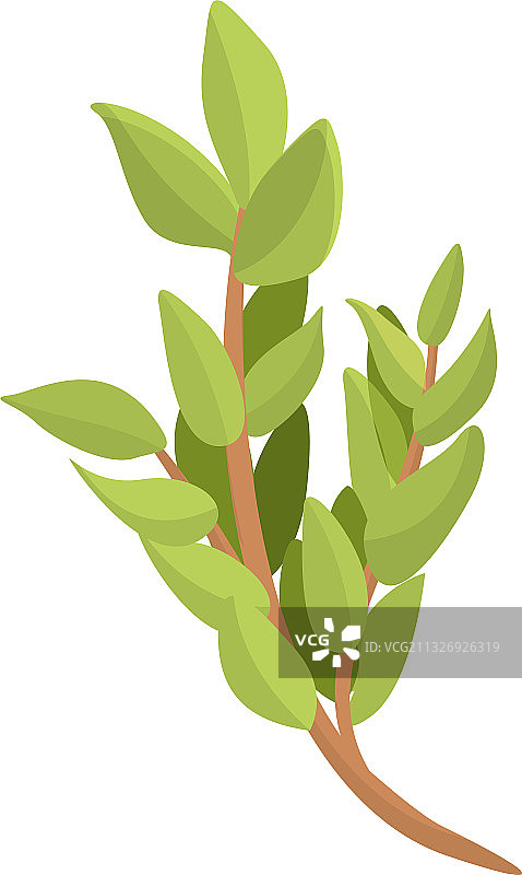 卡通风格的医疗百里香图标图片素材