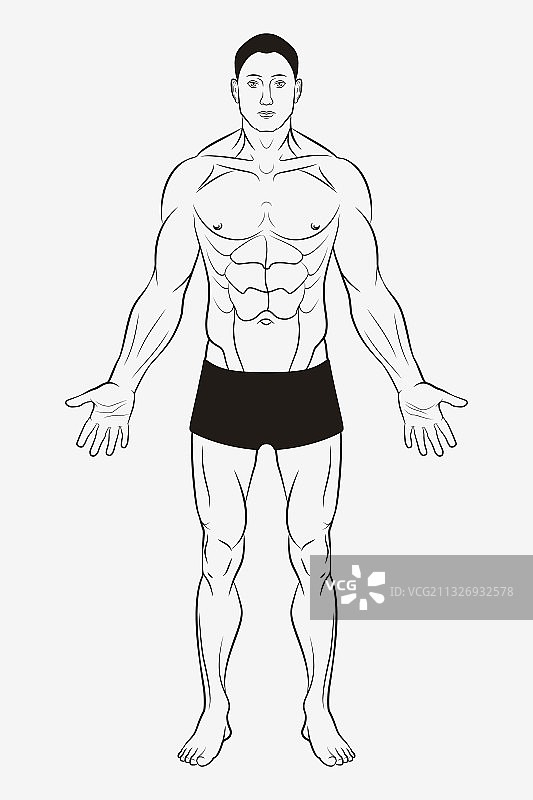 男士身体和男性人体解剖形状图片素材