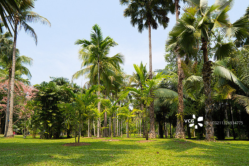 西双版纳图片素材