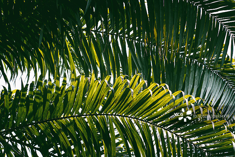 棕榈叶图片素材