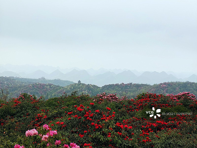 百里杜鹃图片素材