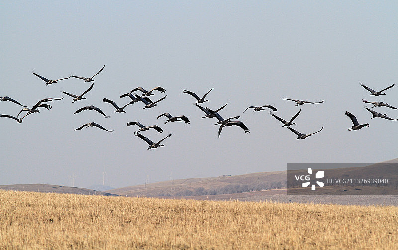 鸟的天堂图片素材