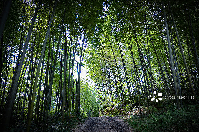 竹海博物馆图片素材