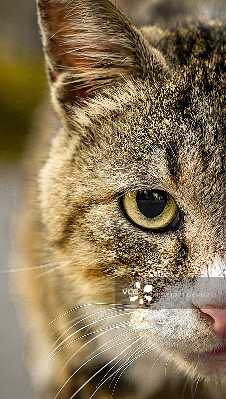 流浪野猫图片素材