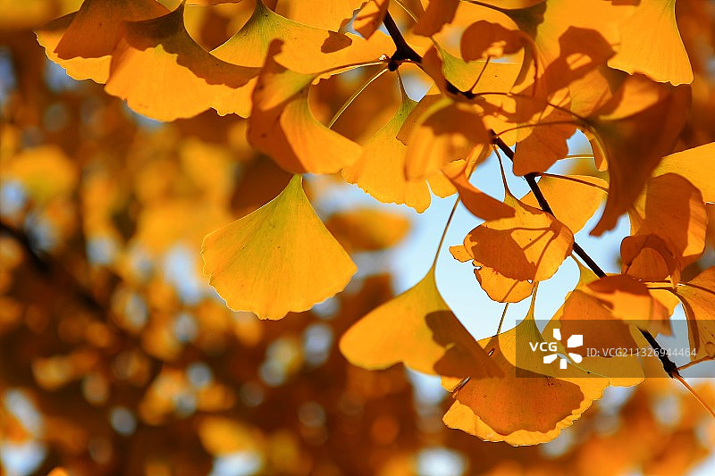 钓鱼台银杏大道秋景图片素材