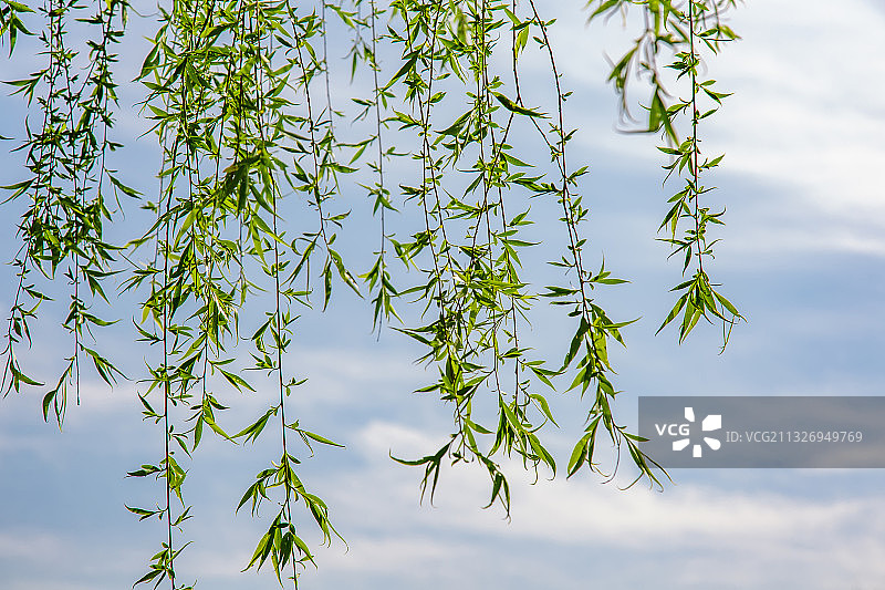 春天柳树梢图片素材