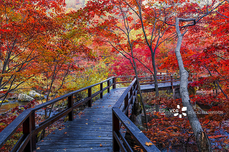 辽宁省本溪市老边沟的红叶图片素材