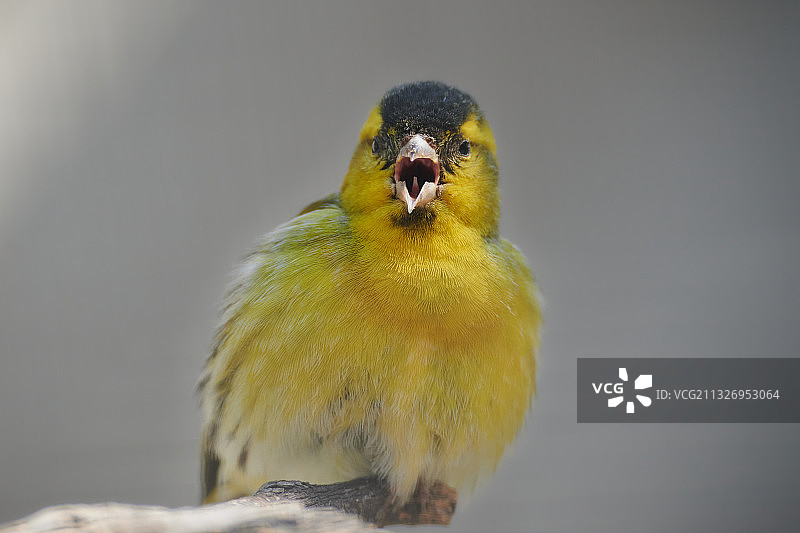 一只黄雀图片素材