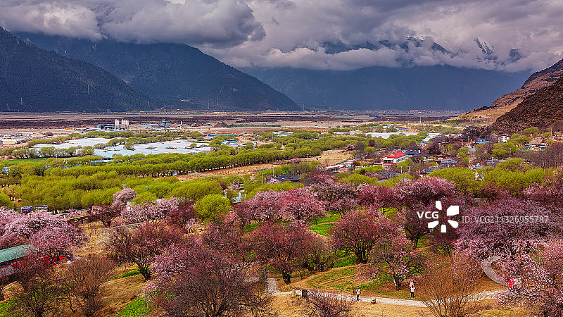 林芝桃花盛开图片素材