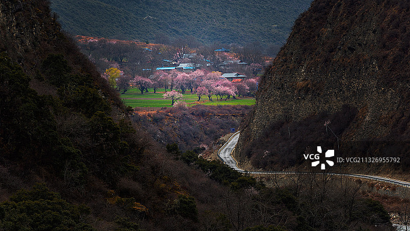 桃花盛开的地方图片素材