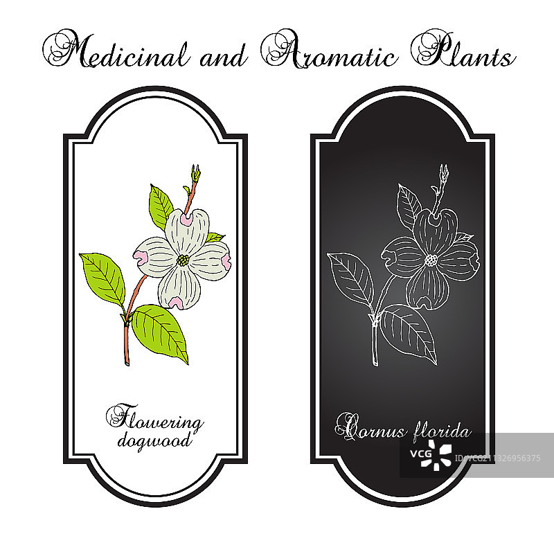 盛开的美洲山茱萸图片素材