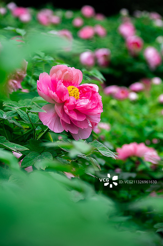 隋唐洛阳城牡丹花图片素材