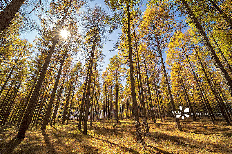秋天的森林图片素材