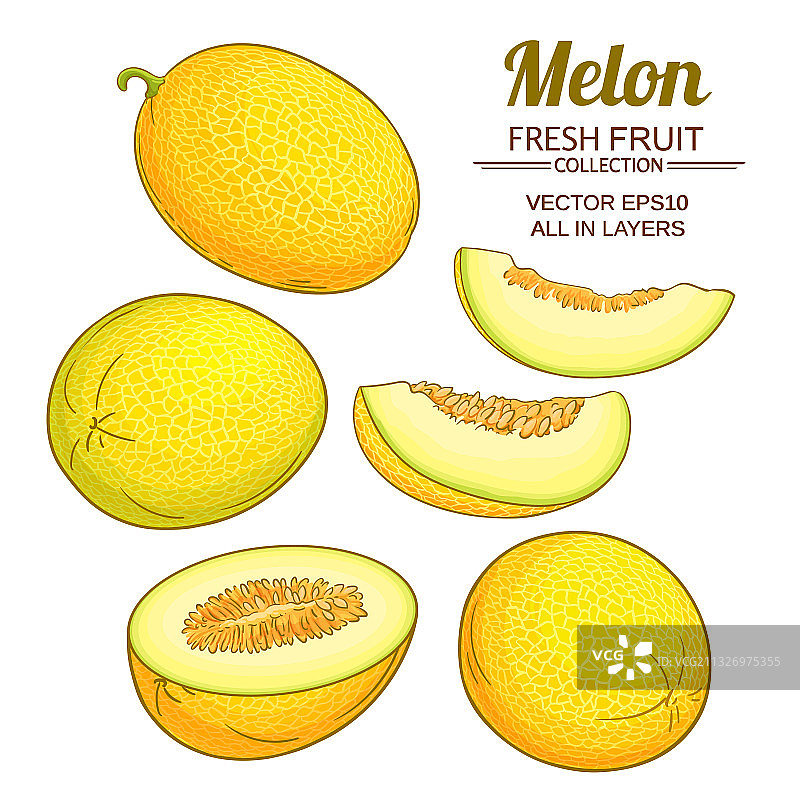 白色背景上的哈密瓜植物图片素材