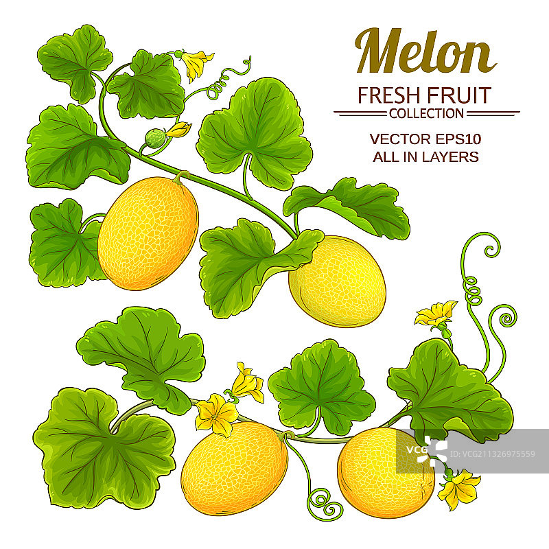 甜瓜集合图片素材