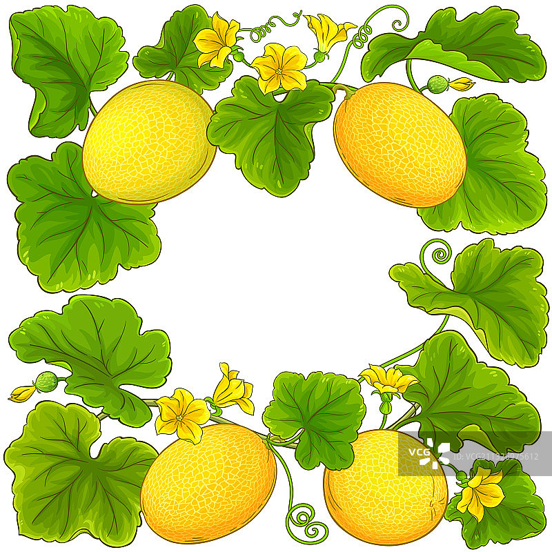 甜瓜框架图片素材