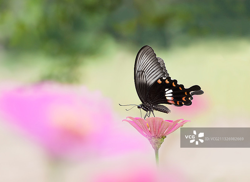 玉带临风落谁家图片素材