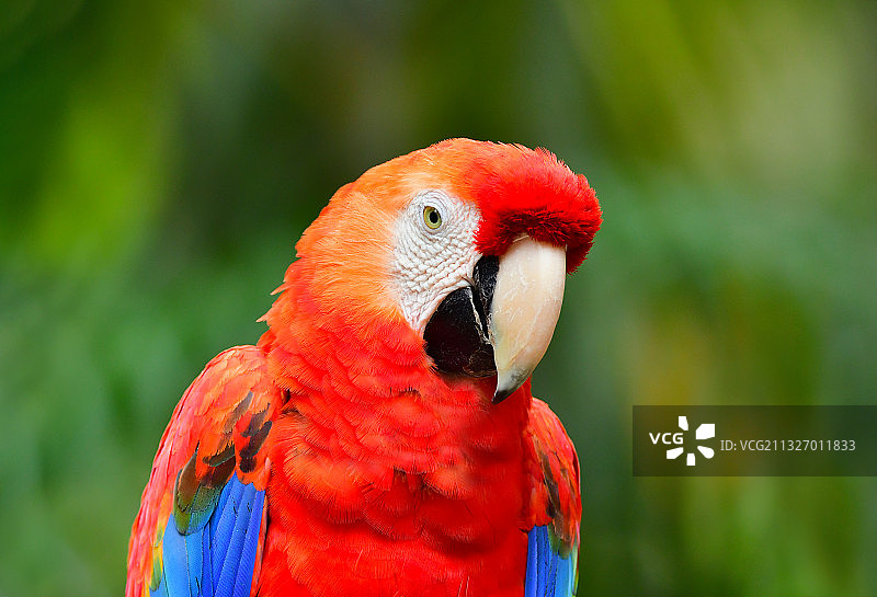 色彩艳丽的金刚鹦鹉上半身特写图片素材