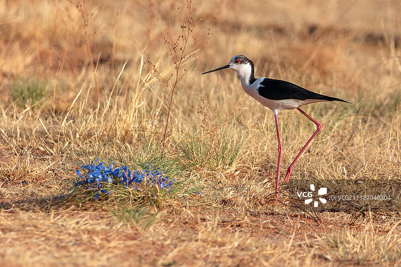 美丽的长脚鹬图片素材