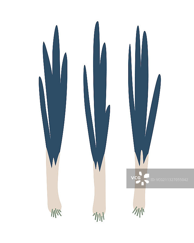 蓝色洋葱图片素材