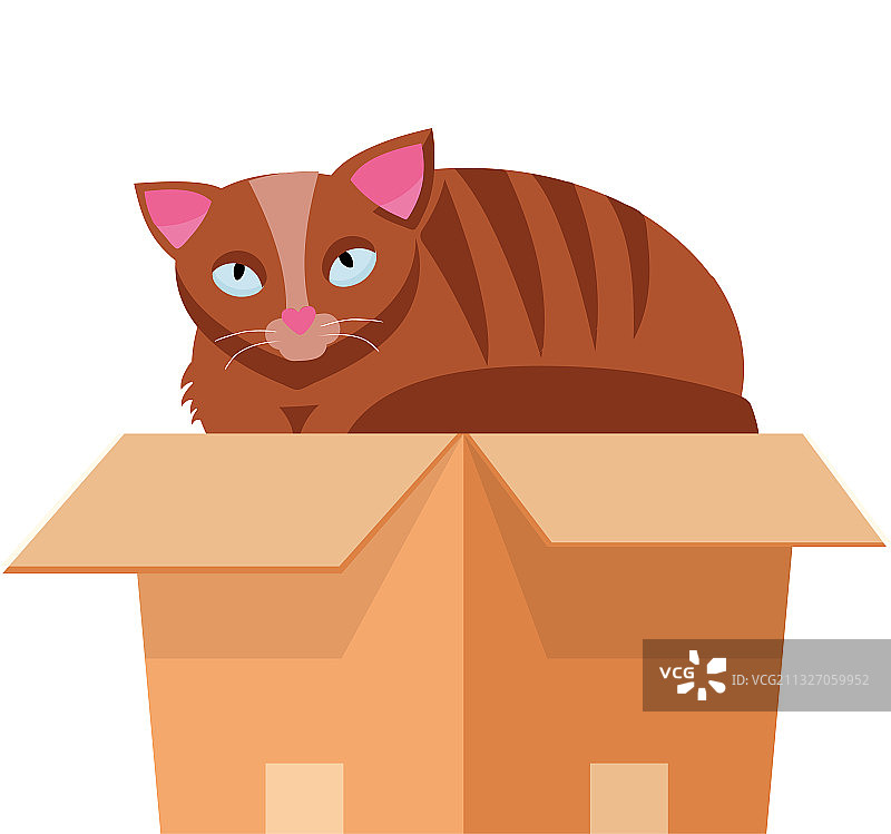 纸板箱里的猫图片素材