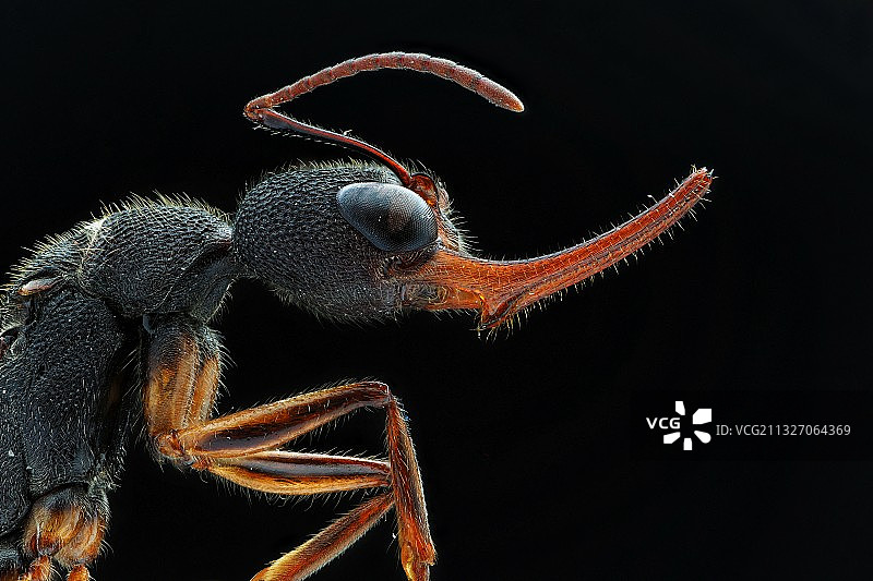 堆叠:猎镰猛蚁图片素材