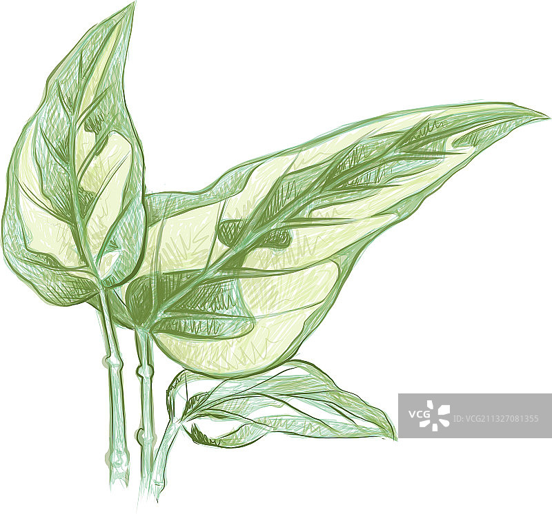 金葛或绿萝图片素材