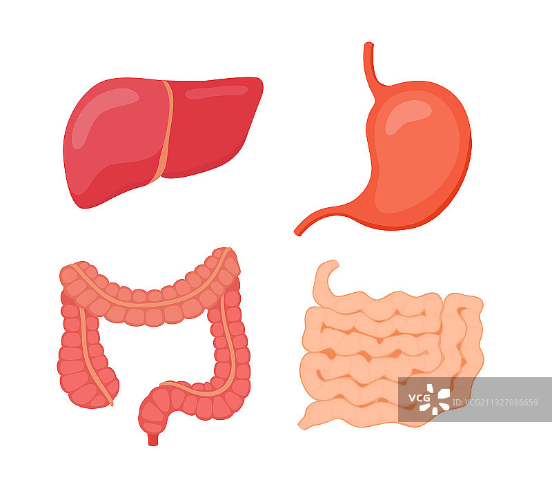 消化器官：肝脏、胃、大肠图片素材