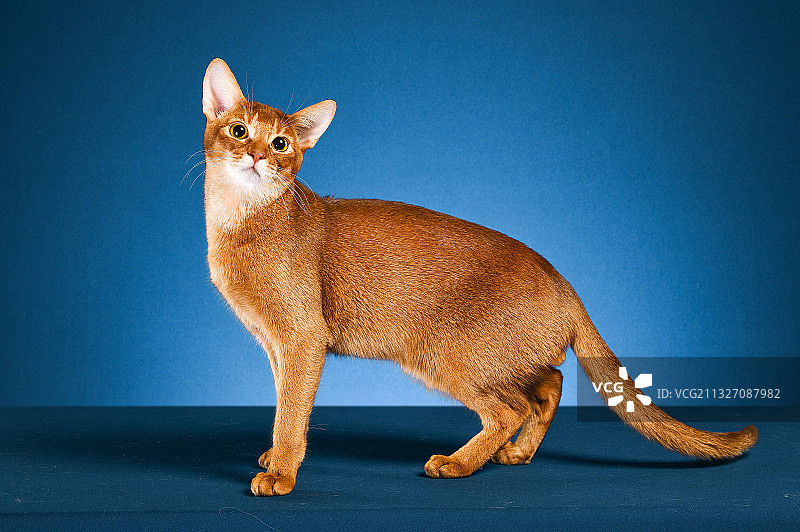 阿比西尼亚猫图片素材