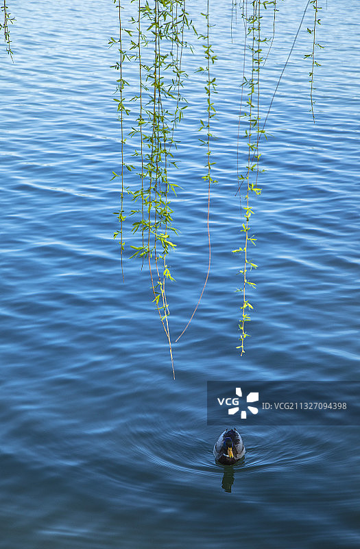 北京北海公园的春天图片素材