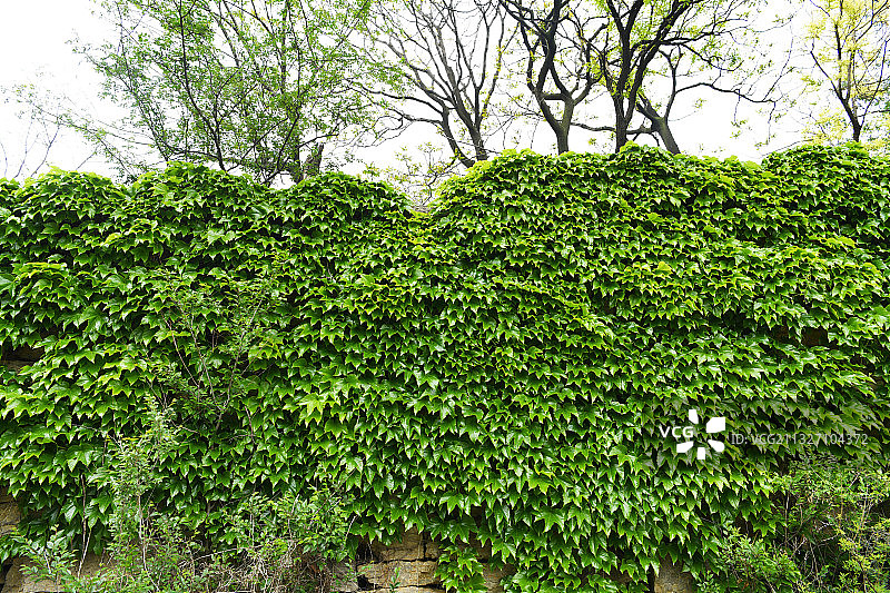 青翠的爬山虎将山东枣庄山亭区古村落装扮得如童话世界图片素材