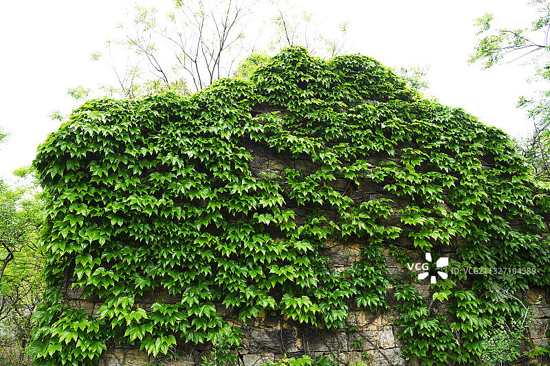 青翠的爬山虎将山东枣庄山亭区古村落装扮得如童话世界图片素材