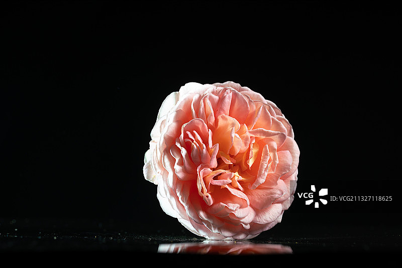 黑色背景跳动的亚伯拉罕林肯月季花花瓣广告素材图片素材