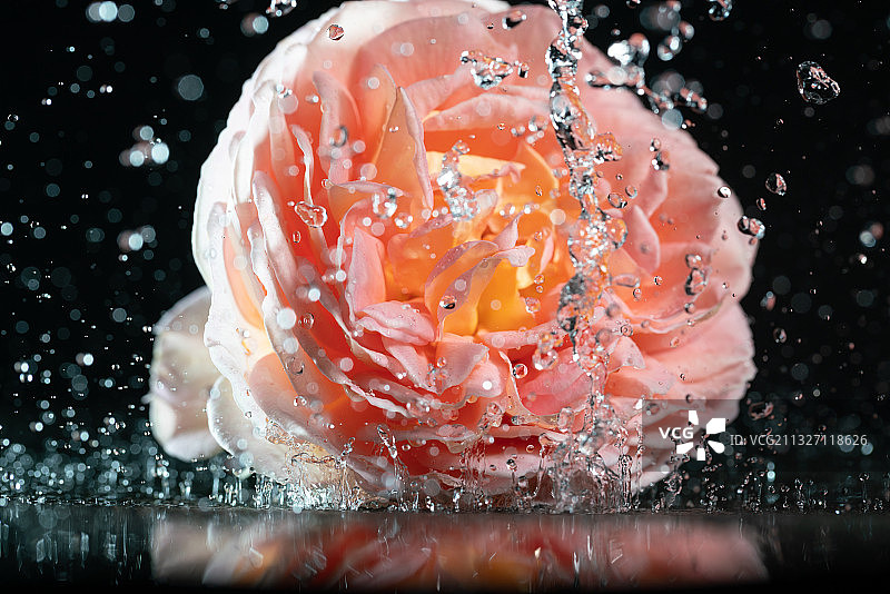 黑色背景跳动的亚伯拉罕林肯月季花花瓣广告素材图片素材