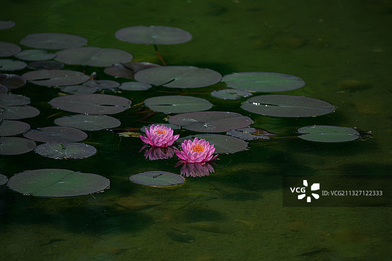 出淤泥而不染图片素材