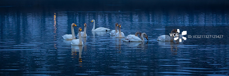 天鹅湖，清晨，美丽的天鹅聚集在湖面，呈现一种梦幻般的美。图片素材