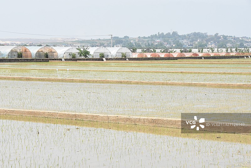 云南省红河州蒙自市草坝镇前进村袁隆平超级杂交水稻“超优千号”图片素材