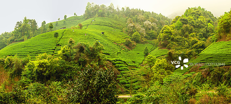 广西贺州昭平南山茶园图片素材