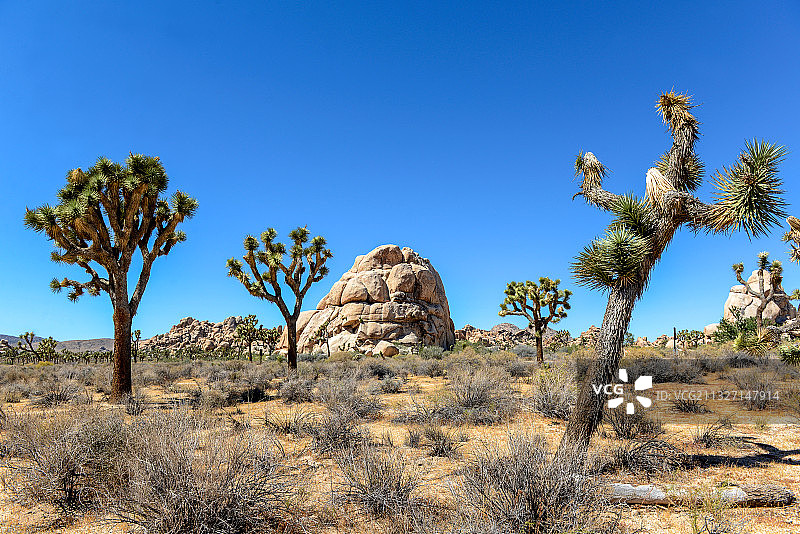 约书亚树图片素材