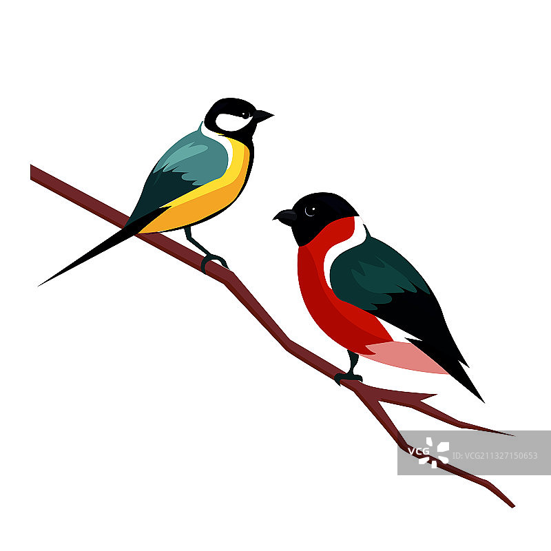 美丽的冬季鸟类图片素材