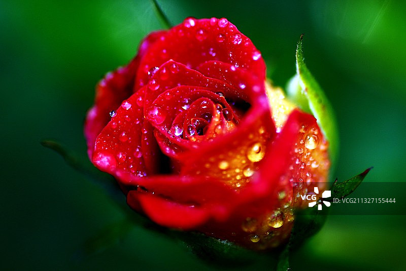 玫瑰花图片素材