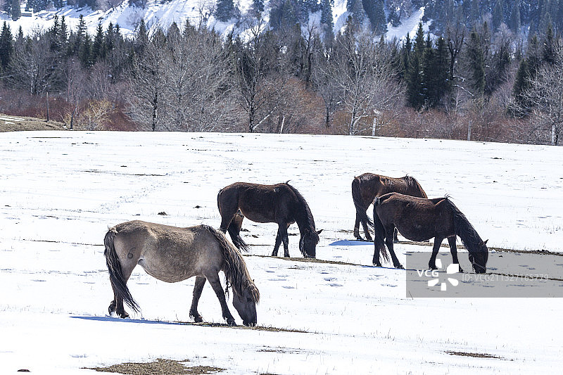 伊犁那拉提巩乃斯雪景图片素材