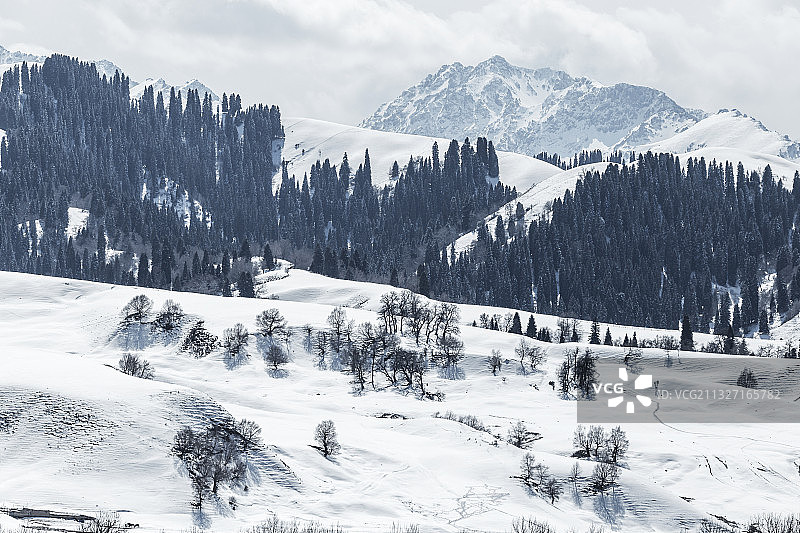 伊犁那拉提巩乃斯雪景图片素材