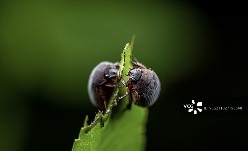 金龟子图片素材