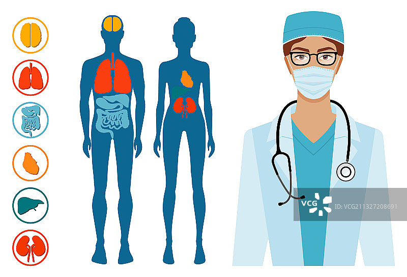 人体结构器官系统图片素材