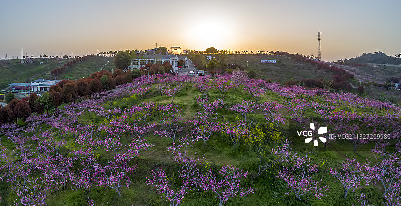 春天开满桃花的山坡图片素材