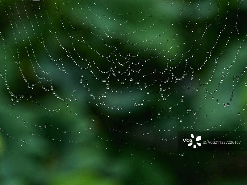 蛛丝水迹图片素材