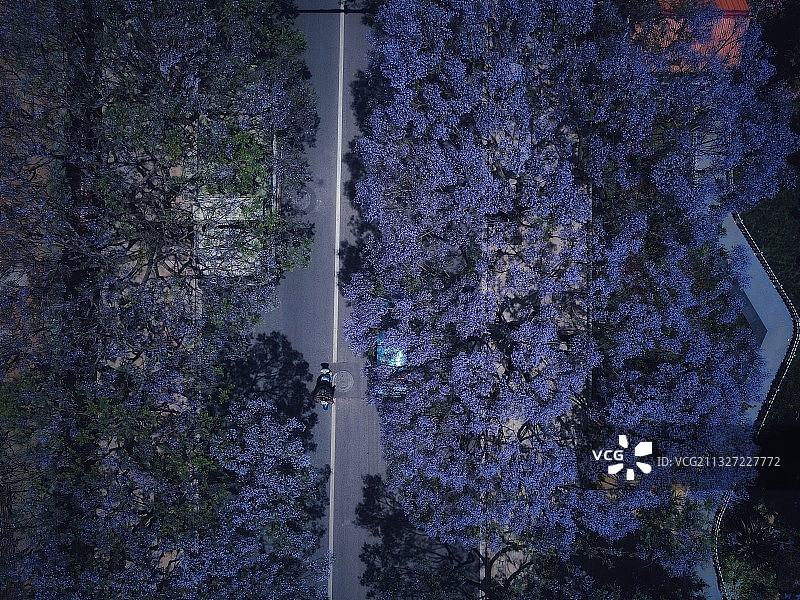 蓝花楹主题公园 昆明图片素材