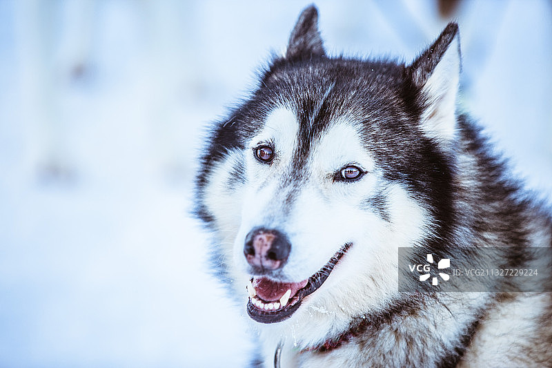 狗拉雪橇  哈士奇  可爱的动物  狗狗  宠物图片素材