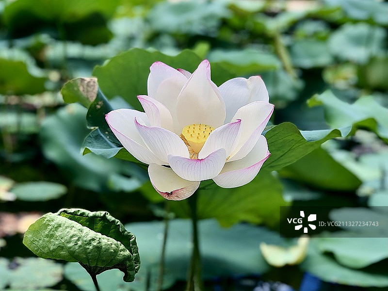 厦门园博园 厦门图片素材